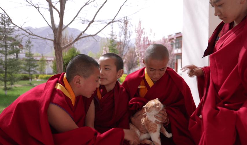 [媒体报道]-探访西藏小活佛:3岁时神奇地被认定为活佛,如今他过得怎么