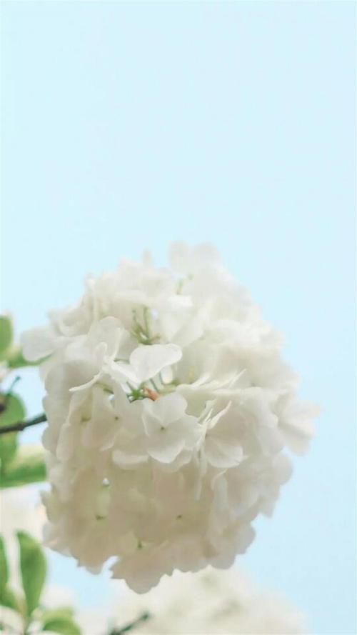 清新唯美的白色绣球花,高清图片,手机锁屏桌面-壁纸族