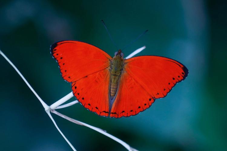 血红色的蝴蝶你见过吗