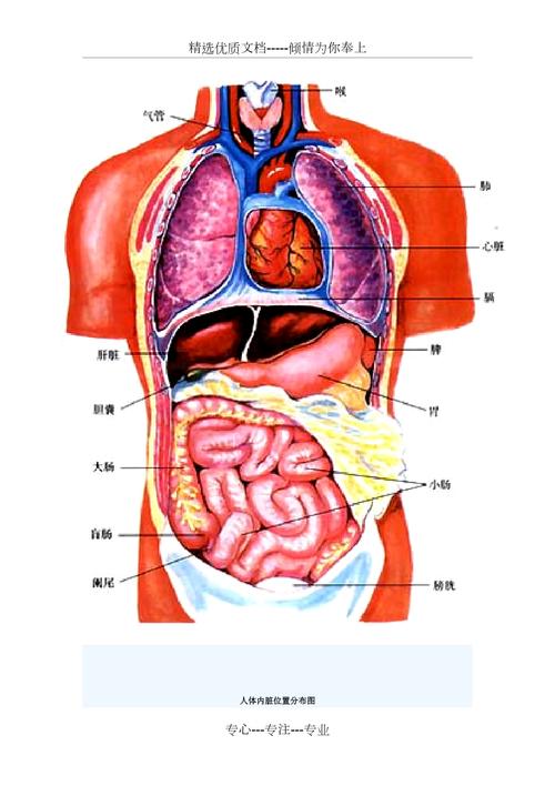 人体器官分布图(共3页)_第1页