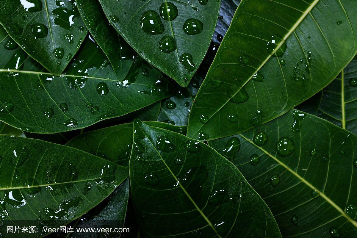 热带雨林背景的深绿色树叶与雨水的水滴
