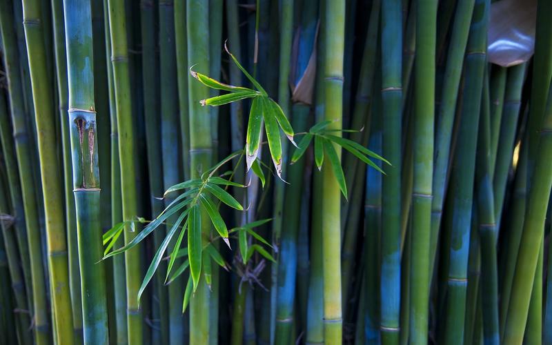 竹艺术设计摄影树叶naturebamboophotographyplantsleaves壁纸图片