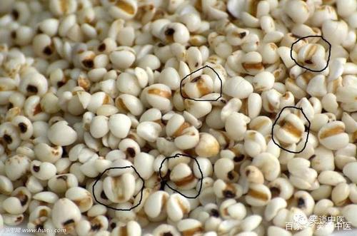 红豆薏米都白吃了!市场上85%的薏苡仁是假的,你一定要擦亮双眼