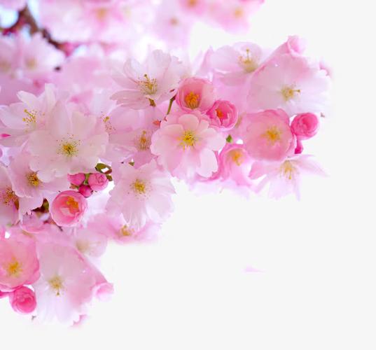 关键词 : 粉色樱花,樱花,产品实物,浪漫樱花,唯美樱花,樱花节[声明]