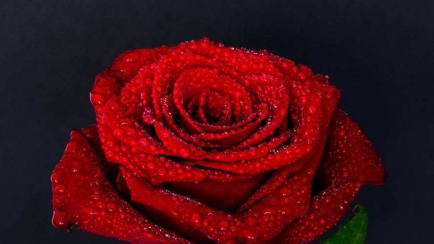 壁纸 红玫瑰,花瓣,水滴