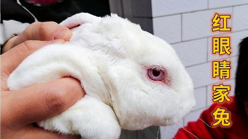 家里圈养的红眼睛兔子,短短几个月就长了10多斤,肥腿大耳朵