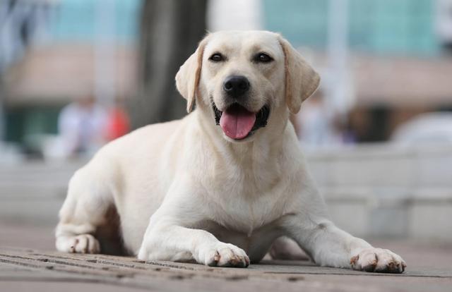 犬都会被用来当做导盲犬,因为拉布拉多的性格温顺,也算是比较聪明
