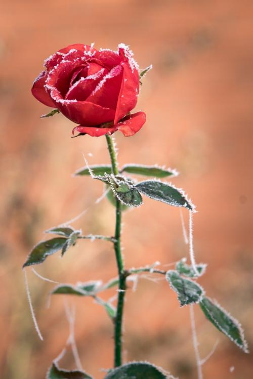 玫瑰,冰,霜
