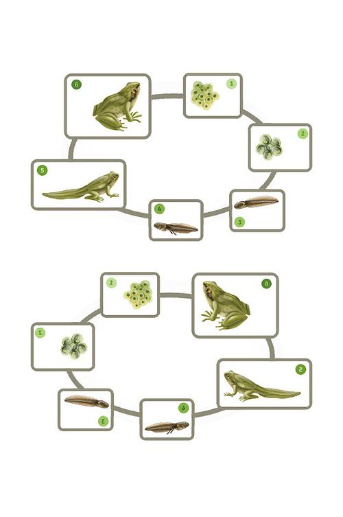 青蛙生命周期真实信息图