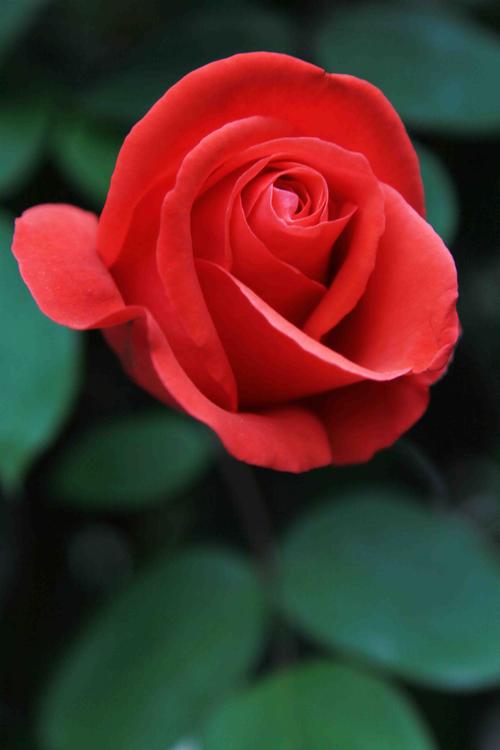 玫瑰花--红的似火,粉的似霞,美的仙