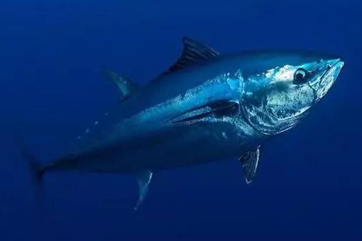 蓝鳍金枪鱼售价一般是多少蓝鳍金枪鱼那么贵的原因是什么