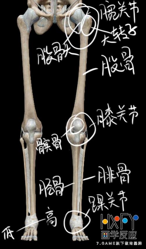 好我们再看最后一个腿部骨骼 大腿的长度和小腿的长度的比例也约为1
