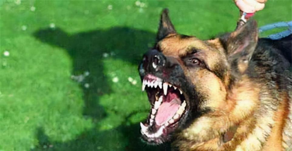 狗狗看见一个人忽然大声狂叫并且害怕地逃跑这是什么情况