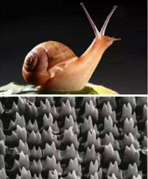 蜗牛的牙齿有多少颗蜗牛有牙齿吗长在哪里
