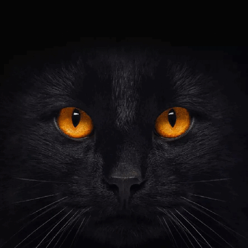 抖音黑猫睁眼动态壁纸大全下载图片1