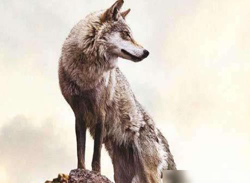 情感测试:你感觉那一只狼是首领,测出你的爱情观是怎样的