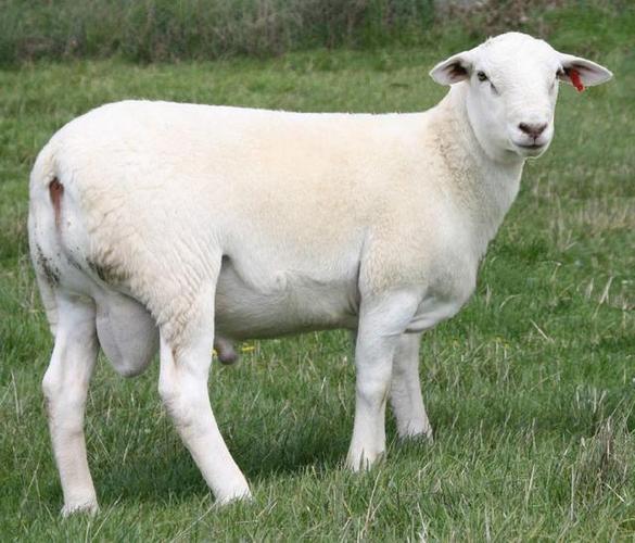 用现代基因测定手段培育的品种-澳洲白绵羊