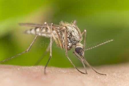 蚊子给食向人皮照片