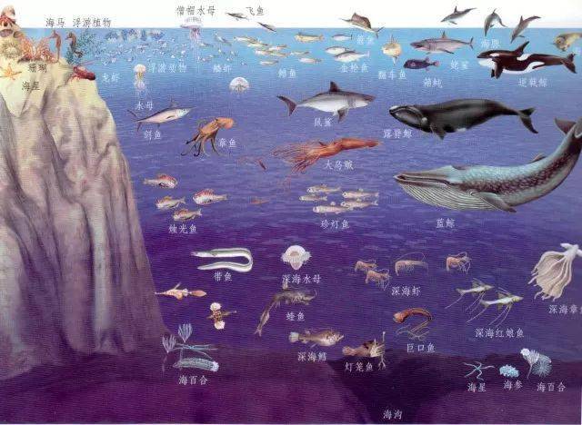 现代海洋多层次生态系统