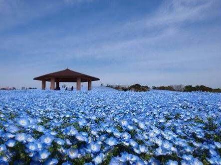 日本茨城日立海滨公园当前的蓝色花海,太美了~!