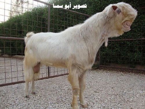 大马士革山羊
