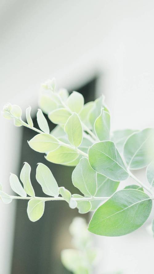 绿色小清新植物高清手机壁纸
