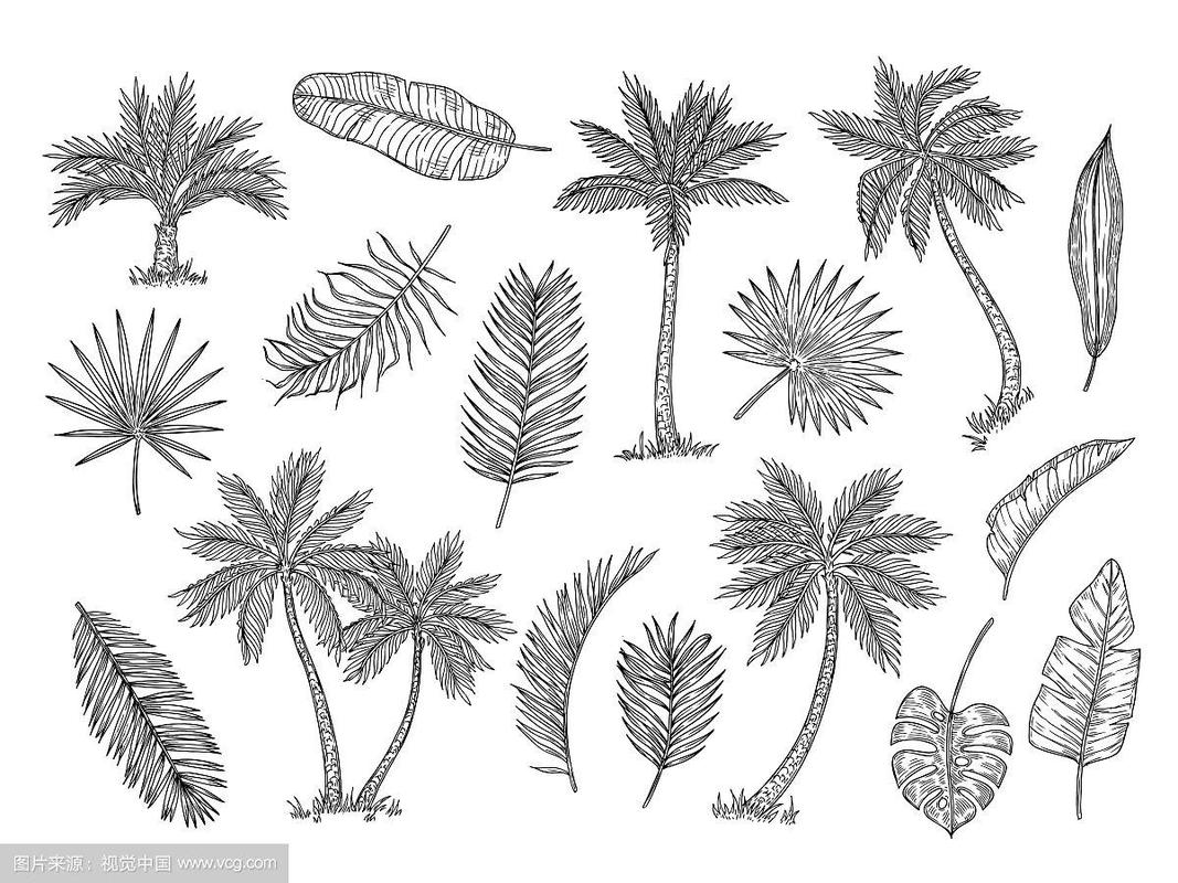素描棕榈树和热带雨林树木