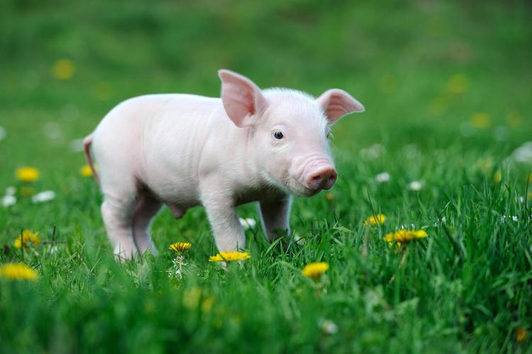 春天在草地上站立的可爱小猪抓拍图