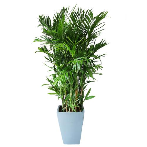 夏威夷椰子竹室外大型绿植盆栽防辐射净化空气庭院植物重庆同城