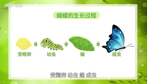 蝴蝶的生长经历了哪四个阶段蝴蝶的生长经历了哪几个阶段