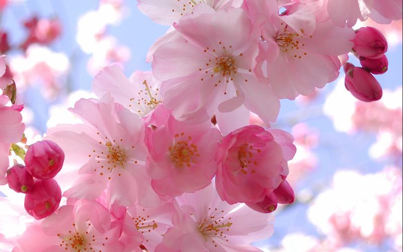 粉色灿烂桃花图片壁纸下载 粉色花朵,灿烂鲜花,桃花,唯美鲜花