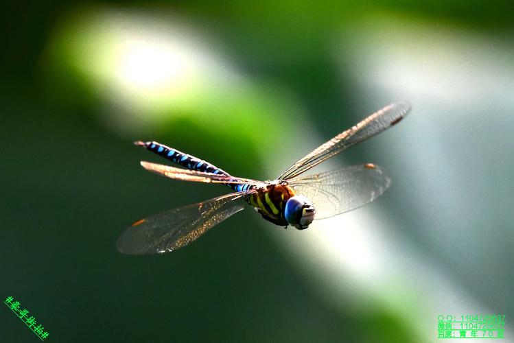 豪哥街拍#——自由游弋在荷塘上的漂亮昆虫——大蓝蜻蜓——北国谐乔