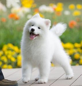 萨摩耶犬幼犬 萨摩耶狗狗活体 大白熊犬幼犬大型白色宠物狗狗活体