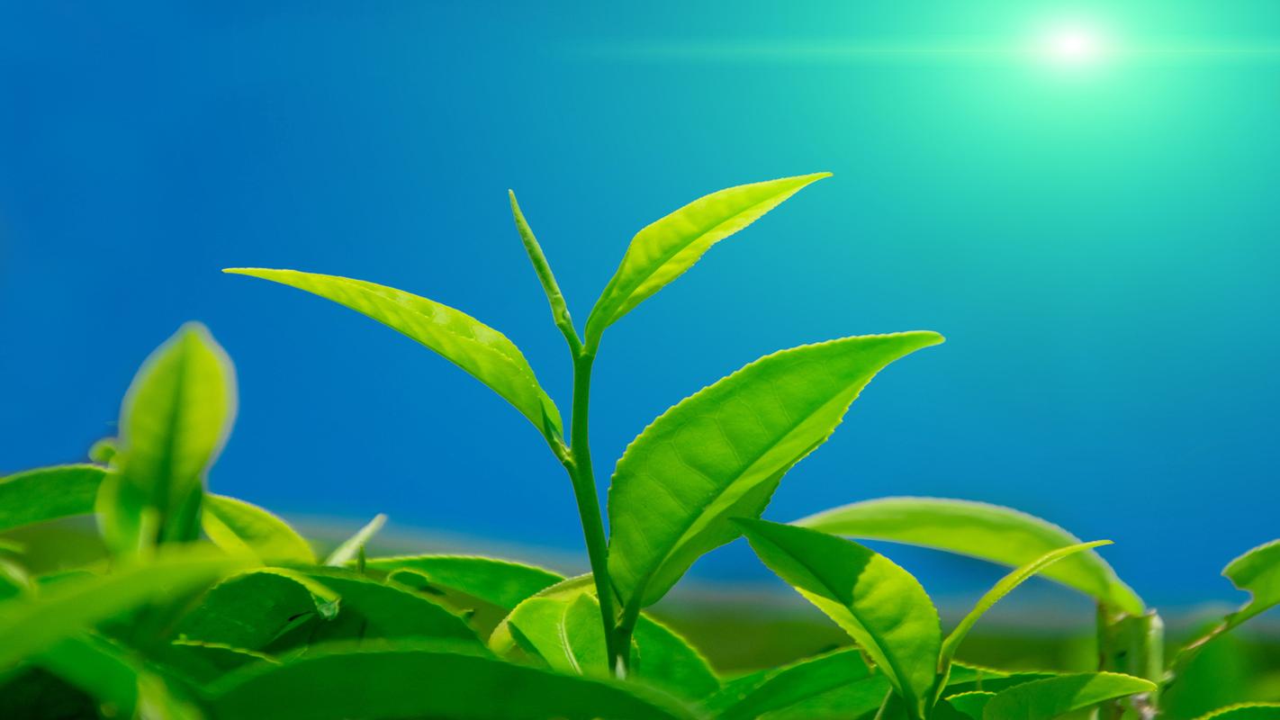 清新绿色护眼绿茶高清桌面壁纸下载,清新护眼的植物桌面壁纸,清新绿色