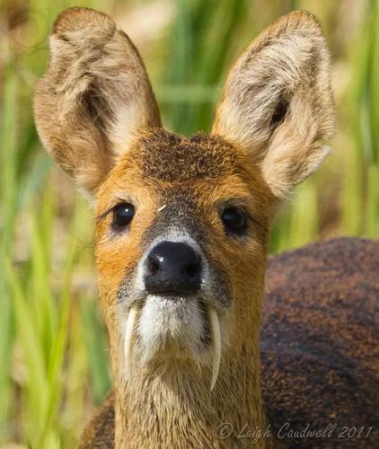 鹿上科的动物中,有个很有意思的现象:较为原始,体型较小的种类,雄性会