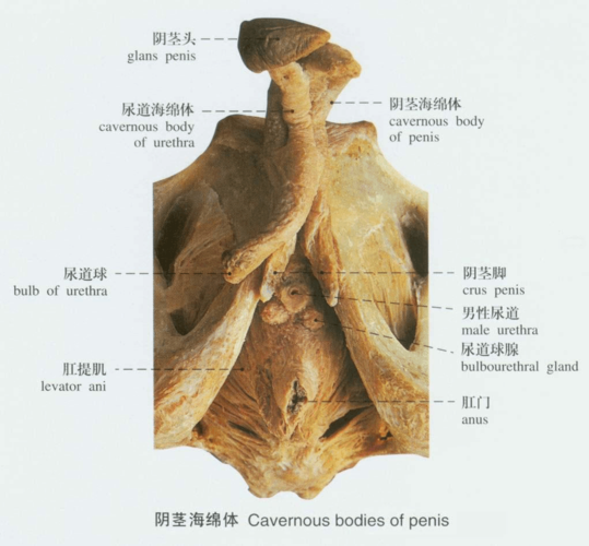 人体解剖实物图--男性生殖系统