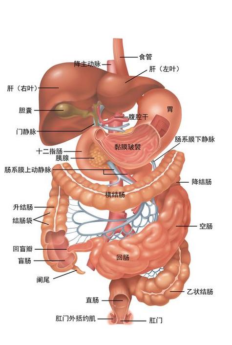 肚子里的器官位置图