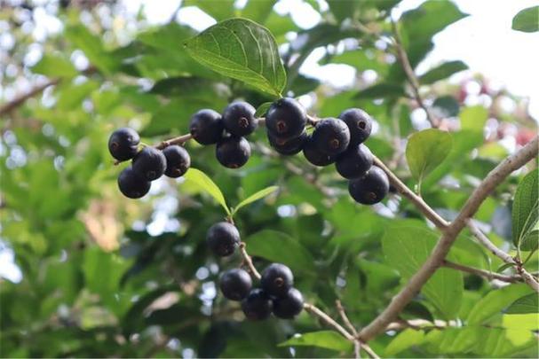 在海南有一种野果,名叫割舌果,又叫割舌罗,割嘴果,玻璃果,马令公.