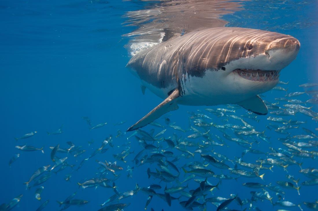 关键词:海底世界鲨鱼大白鲨海洋动物海洋生物动物世界大海海水海洋