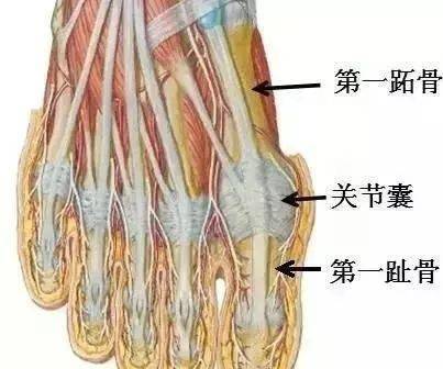正常情况下,组成踇趾跖趾关节的跖骨与趾骨的纵轴交角为10°～20°,称