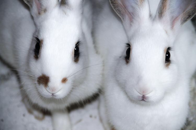 可爱的小白兔图片兔子哺乳动物小白兔