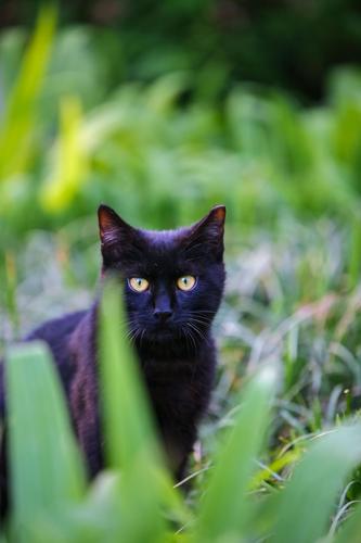 公园里遇到十分精致的小黑猫