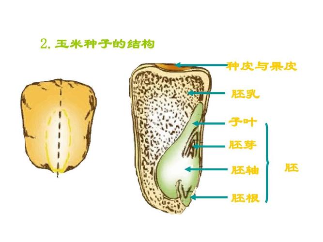 玉米种子的结构 种皮与果皮 胚乳 子叶 胚芽 胚轴 胚根 胚