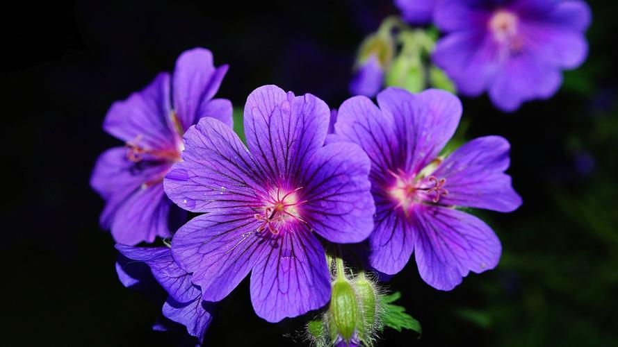 紫色花瓣-自然高清壁纸
