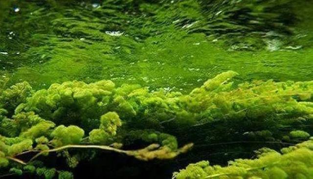 水里的绿藻怎么去除
