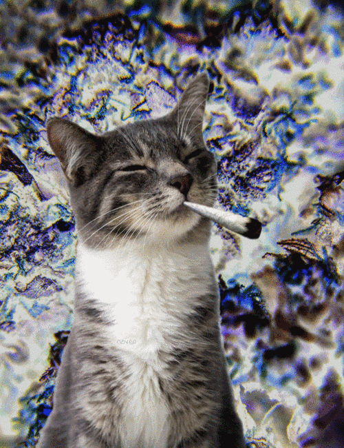 猫咪抽烟叼着搞笑gif动图_动态图_表情包下载_soogif