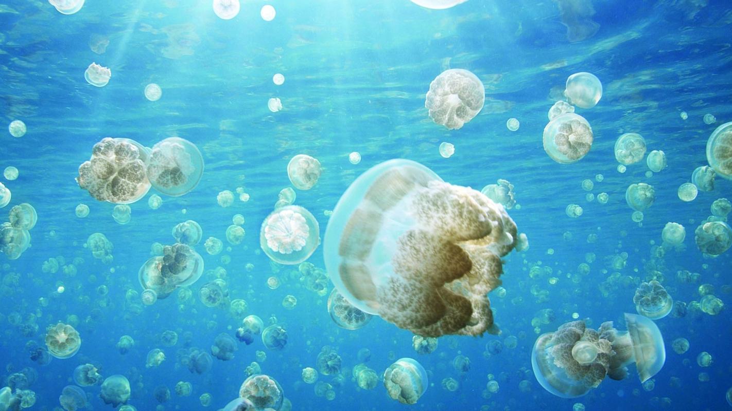 深海漂亮水母唯美壁纸_梦幻软体海洋生物