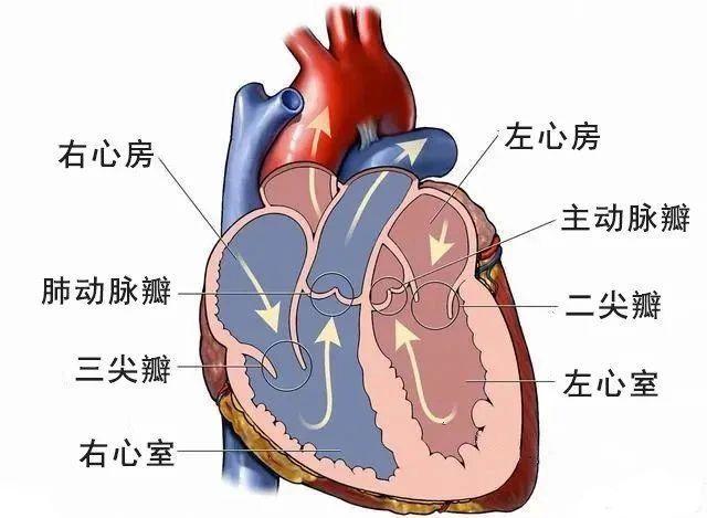 心脏"瓣膜反流",就是心脏病吗?