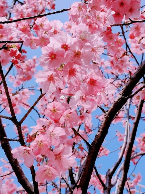 还没看够南京的樱花##春游季