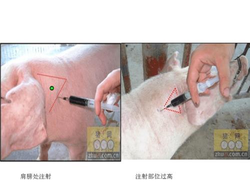 猪注射部位图片精品课件